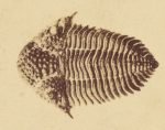 fóssil de trilobite
