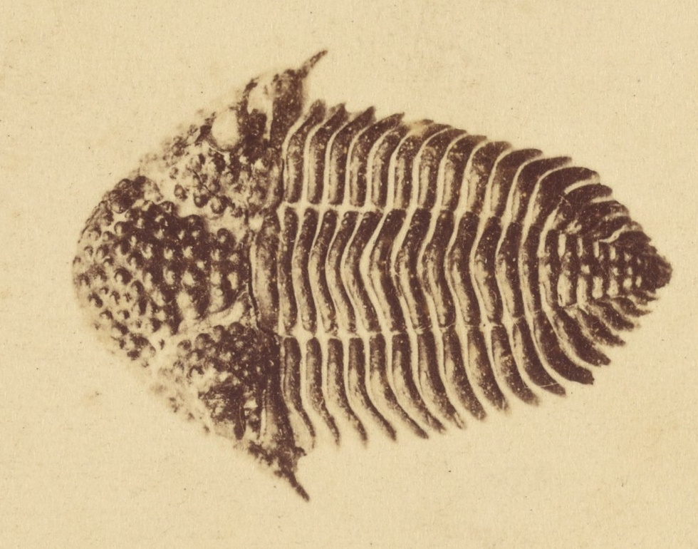 fóssil de trilobite