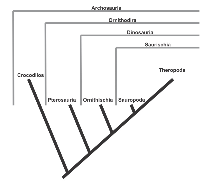 cladograma