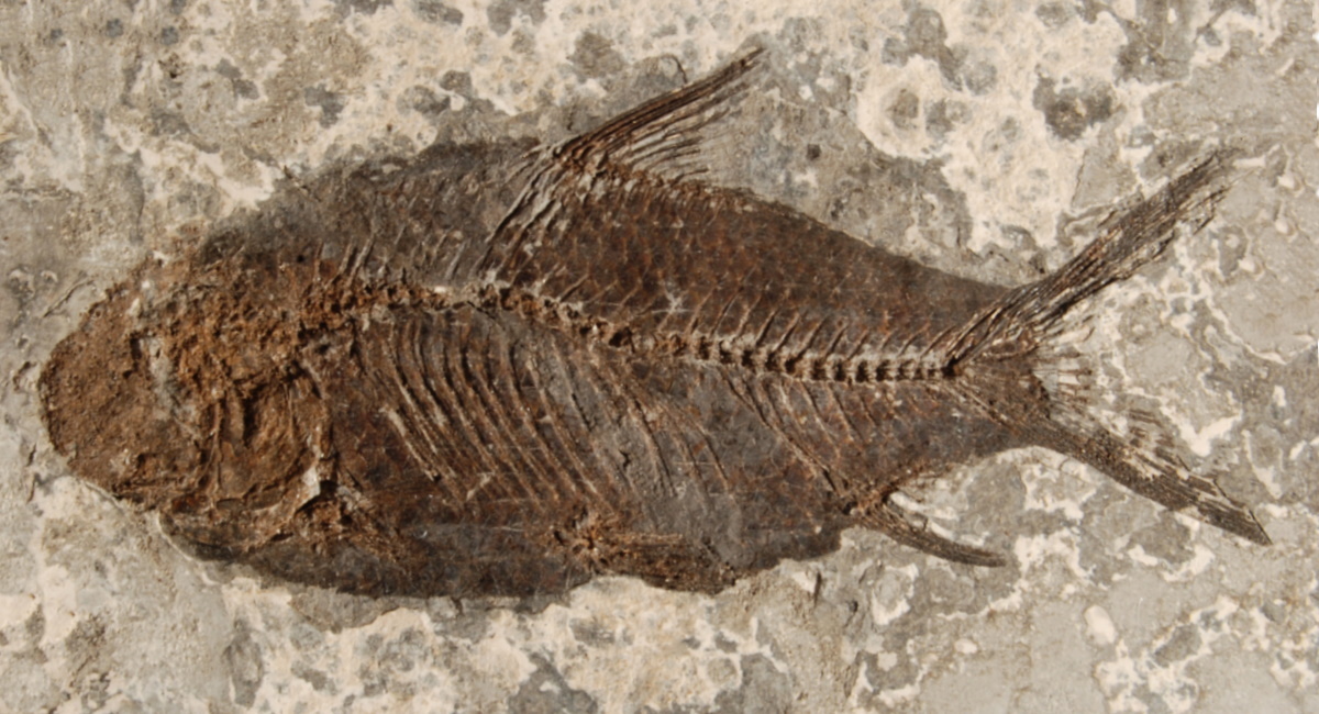 fóssil de peixe