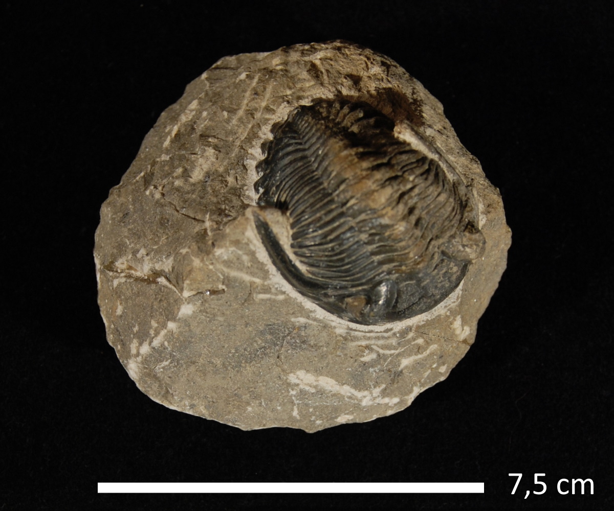 fóssil de trilobite
